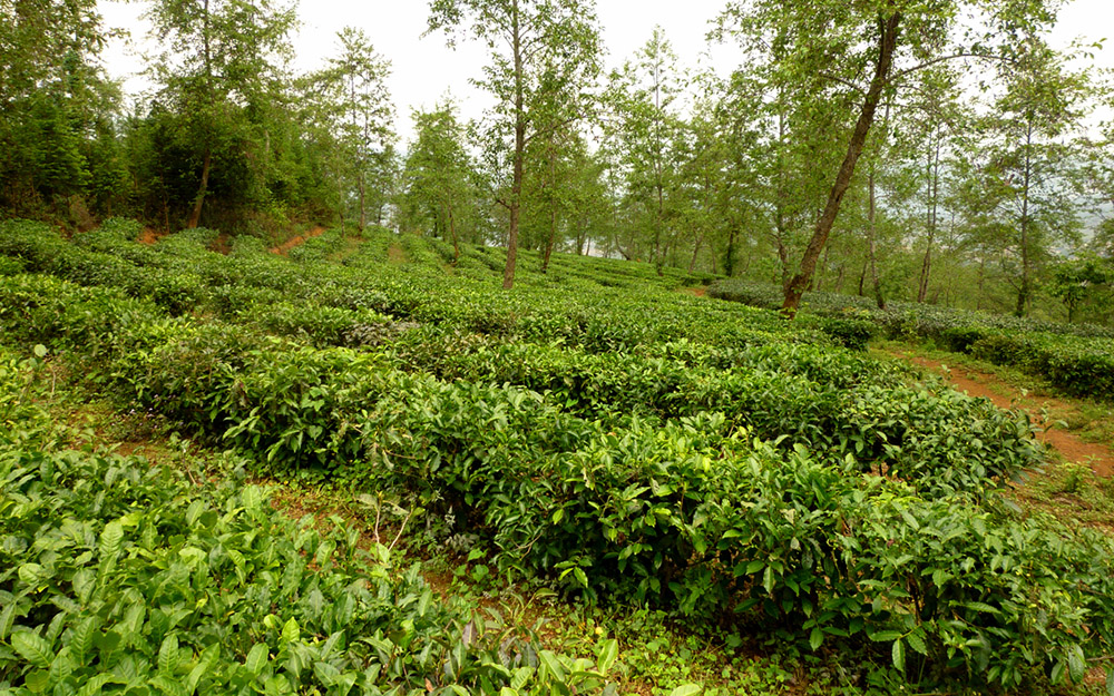 Die Geheimnisse von Pu Erh